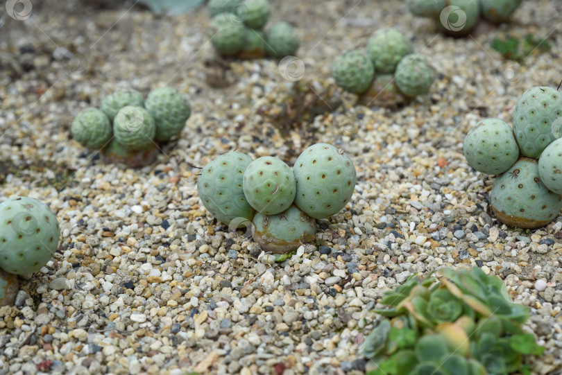 Скачать Крупный план Tephrocactus geometricus, растущего на каменистой почве, демонстрирующего голубовато-зеленые сферические стебли и геометрическую текстуру в пустынном саду. фотосток Ozero