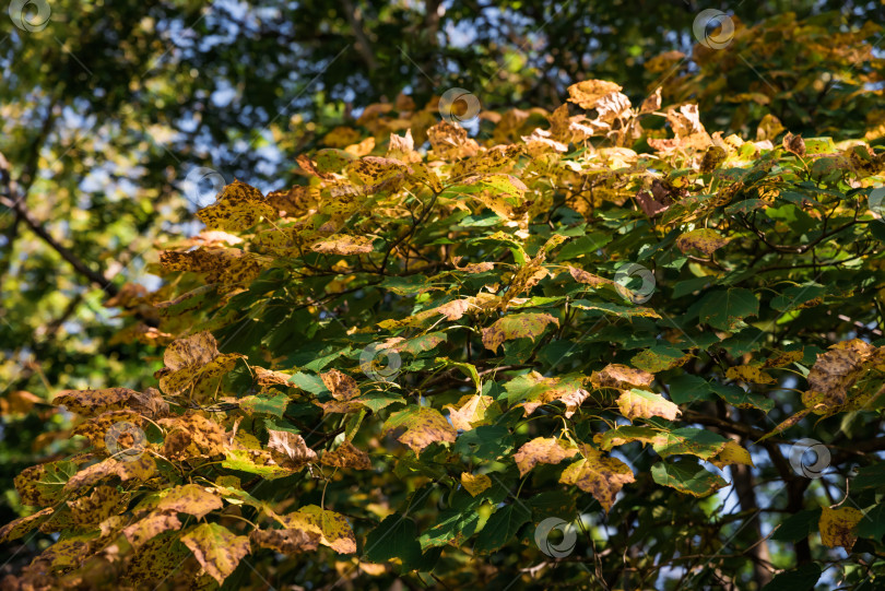 Скачать Золотистые осенние листья липы амурской (Tilia amurensis) создают теплый и уютный фон, отражающий сезонное очарование Дальнего Востока России фотосток Ozero