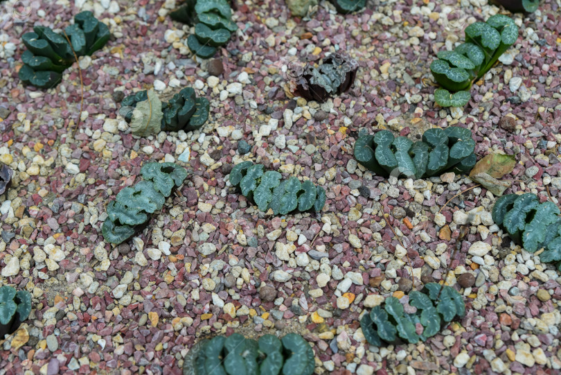 Скачать Необычные суккулентные растения Haworthia truncata, растущие на гравийной почве, демонстрируют свои характерные оконные верхушки листьев в пустынном саду. фотосток Ozero