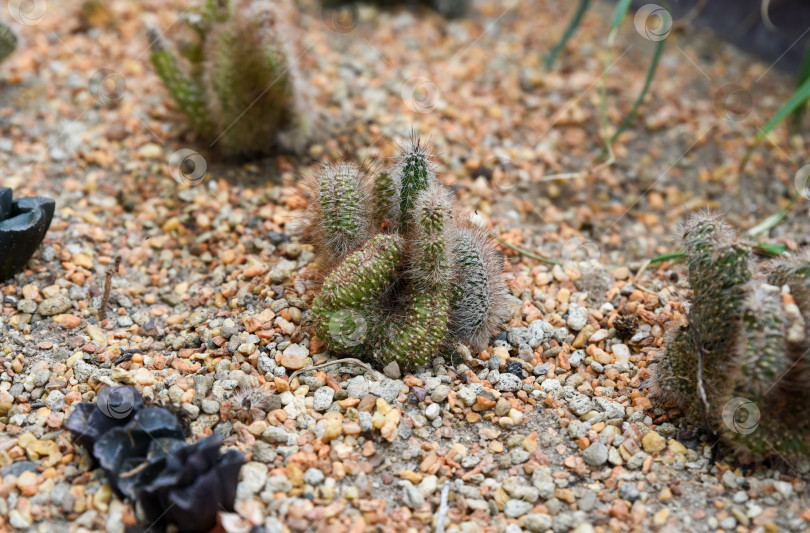Скачать Хохлатый кактус Mammillaria elongata с пушистыми стеблями и крючковатыми шипами растет на каменистой почве пустыни, образуя уникальную структуру, напоминающую мозг. фотосток Ozero