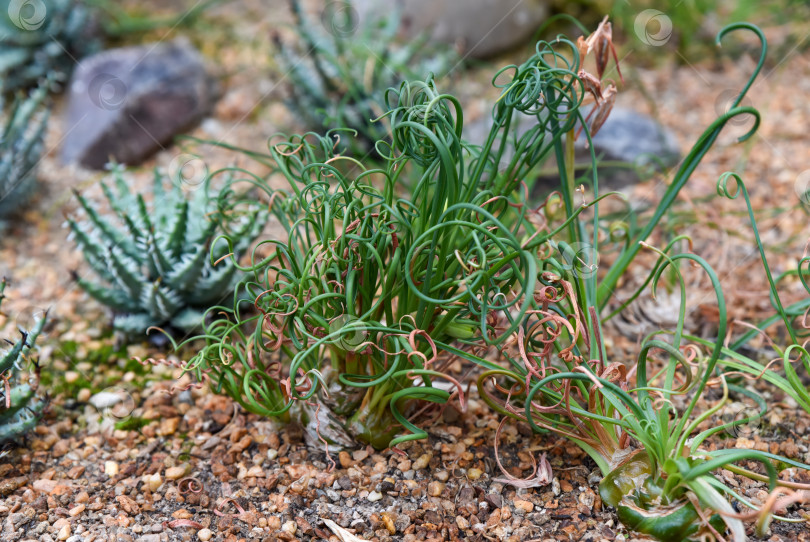 Скачать Вьющиеся зеленые листья Albuca spiralis растут в каменистом пустынном саду, окруженном суккулентами и сухой почвой. фотосток Ozero