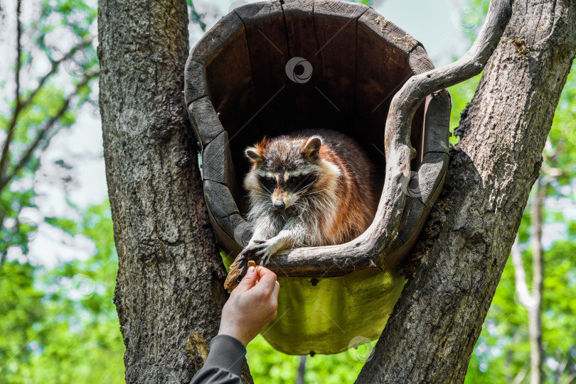 Скачать A pet raccoon reaches out from a wooden tree house to take food from a human hand, showing trust and curiosity in a natural outdoor setting. фотосток Ozero