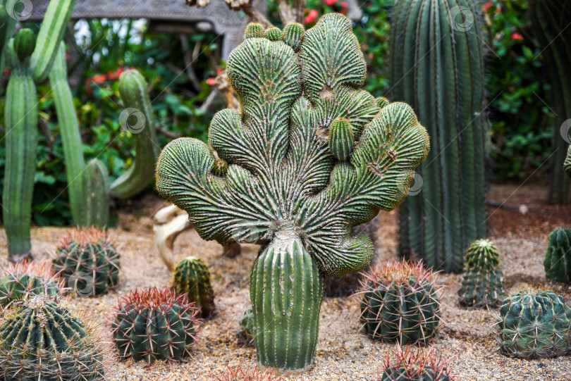 Скачать Кактус Cereus forbesii с одиночным гребнем и эффектным веерообразным гребнем. Редкий ботанический экземпляр с замысловатым растением в форме кристаллов в засушливых условиях. фотосток Ozero