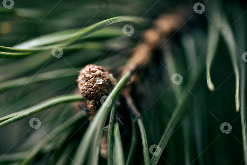 Скачать Closeup of young pine cone and sticky resin shallow focus, nature detail texture фотосток Ozero