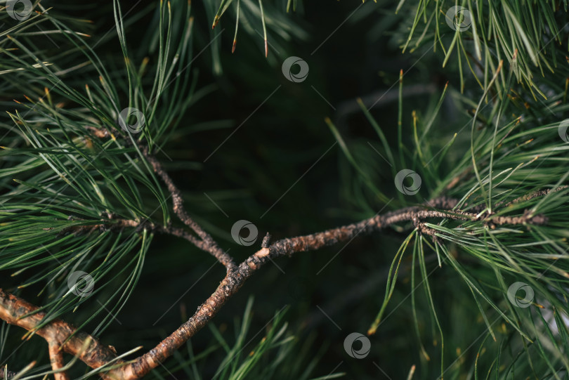 Скачать Abstract green pine background with selective focus and copy space фотосток Ozero