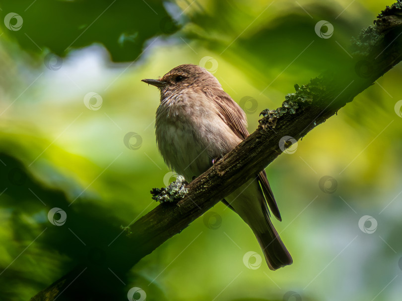 Скачать Portrait of Spotted flycatcher or Muscicapa striata фотосток Ozero