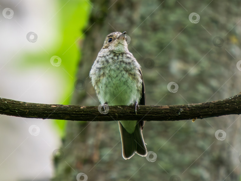 Скачать Портрет пятнистой мухоловки или Muscicapa striata фотосток Ozero