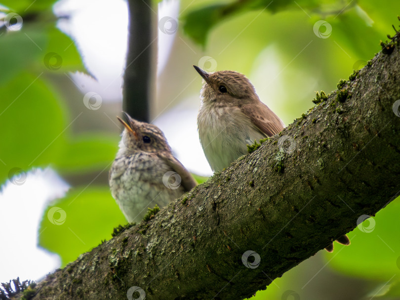 Скачать Two funny Spotted flycatcher birds - mom and chick фотосток Ozero