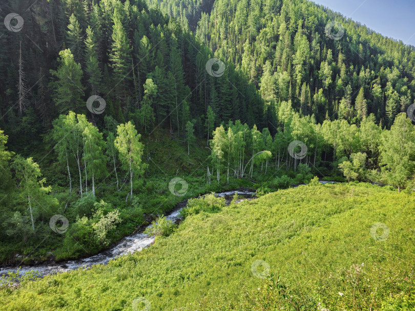 Скачать Луг на фоне ручьевого леса. фотосток Ozero