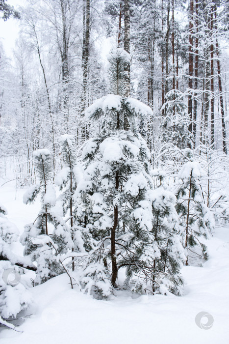 Скачать Сосна в снегу. фотосток Ozero