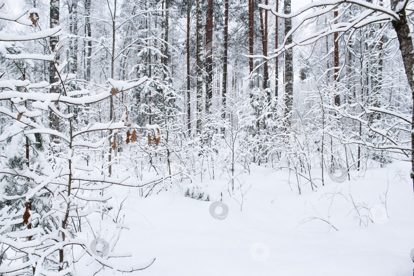 Скачать Снег на ветвях растений. фотосток Ozero