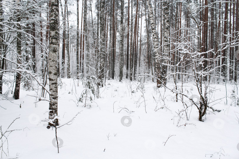 Скачать Темные деревья в зимнем лесу. фотосток Ozero