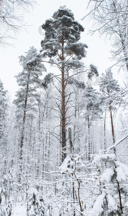 Скачать Сосна в зимнем лесу. фотосток Ozero