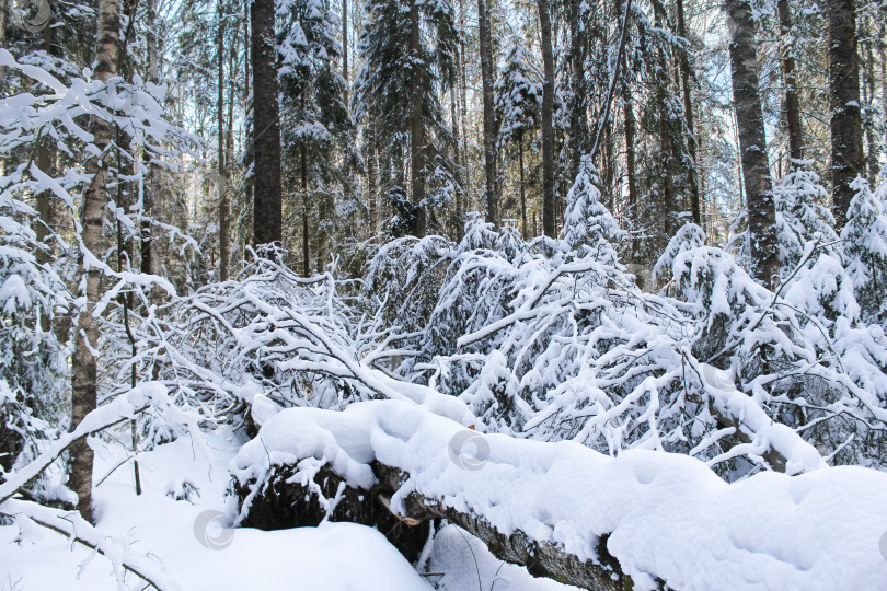 Скачать Бурелом в зимнем лесу. фотосток Ozero