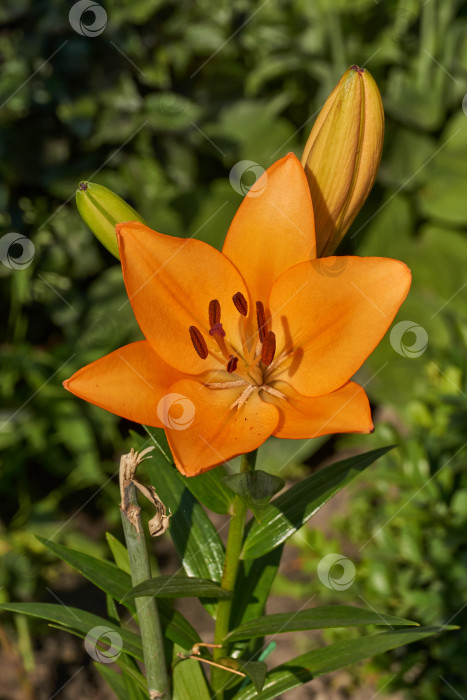 Скачать Лилия (лат. Lilium) цветет в саду. фотосток Ozero