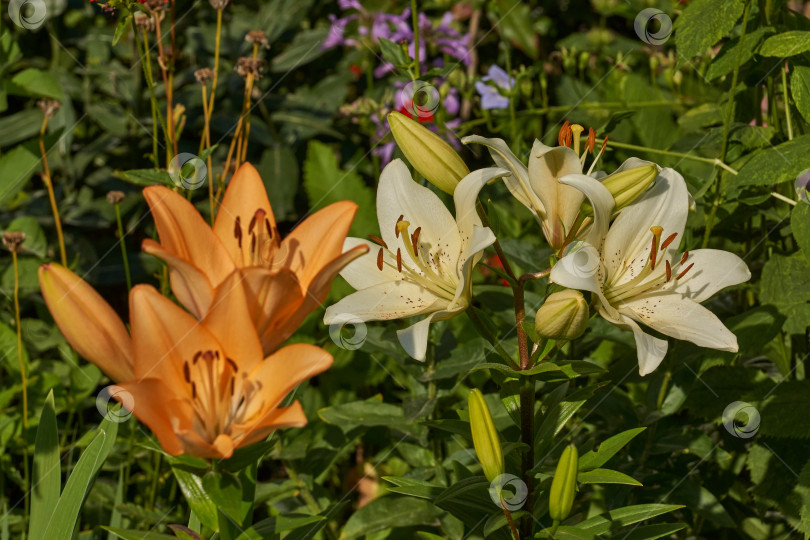 Скачать Лилия (лат. Lilium) цветет в саду. фотосток Ozero