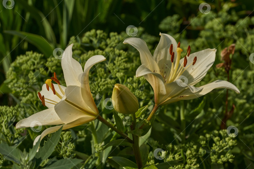 Скачать Лилия (лат. Lilium) цветет в саду. фотосток Ozero