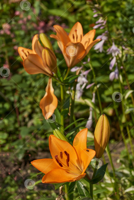 Скачать Лилия (лат. Lilium) цветет в саду. фотосток Ozero