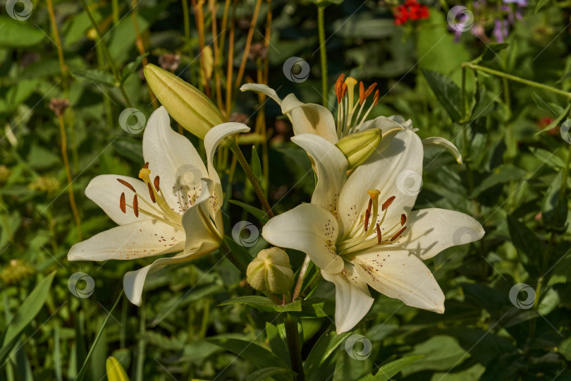 Скачать Лилия (лат. Lilium) цветет в саду. фотосток Ozero
