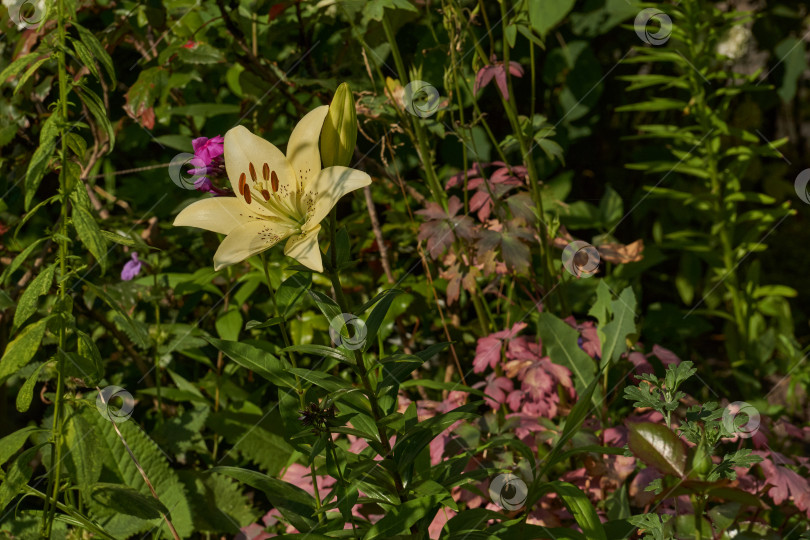 Скачать Лилия (лат. Lilium) цветет в саду. фотосток Ozero
