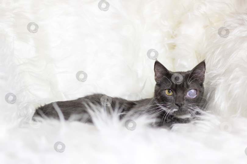 Скачать Черная кошка с одним глазом уютно лежит на мягком белом одеяле фотосток Ozero