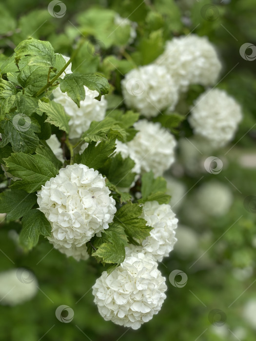 Скачать Белые цветы-снежки с пышными зелеными листьями, идеально подходящие для весеннего и природного фона. фотосток Ozero