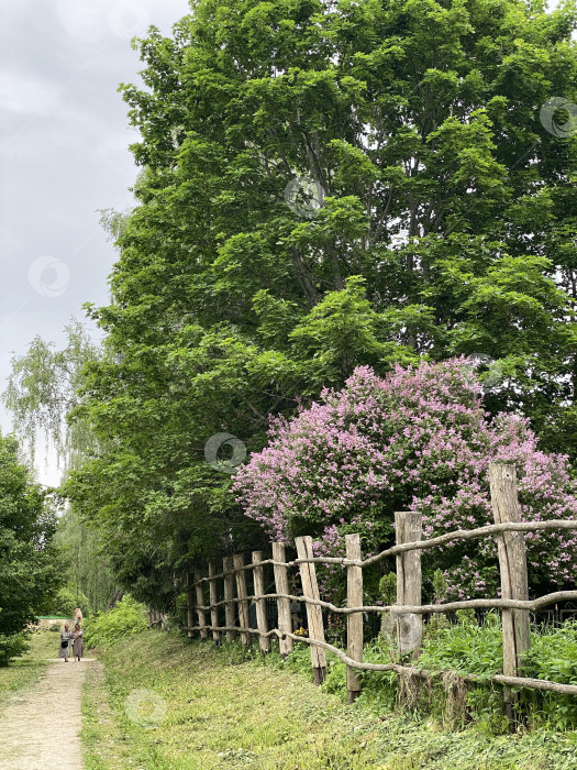 Скачать Тропинка через пышный зеленый лес с цветущими фиолетовыми цветами и деревенским деревянным забором на фоне фотосток Ozero