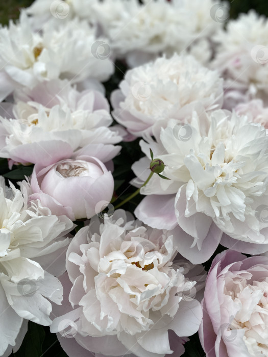 Скачать Белые и светло-розовые пионы в полном цвету создают мягкий цветочный фон фотосток Ozero