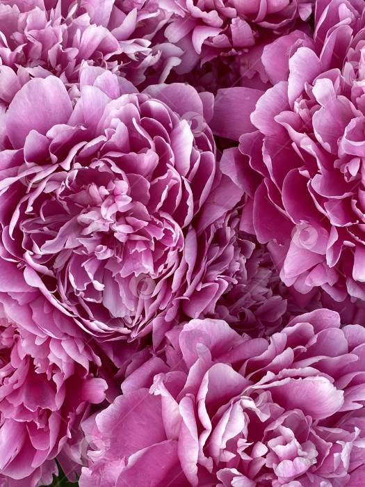 Скачать Розовые цветы пиона в полном цвету, снятые крупным планом, идеально подходят в качестве цветочного фона фотосток Ozero