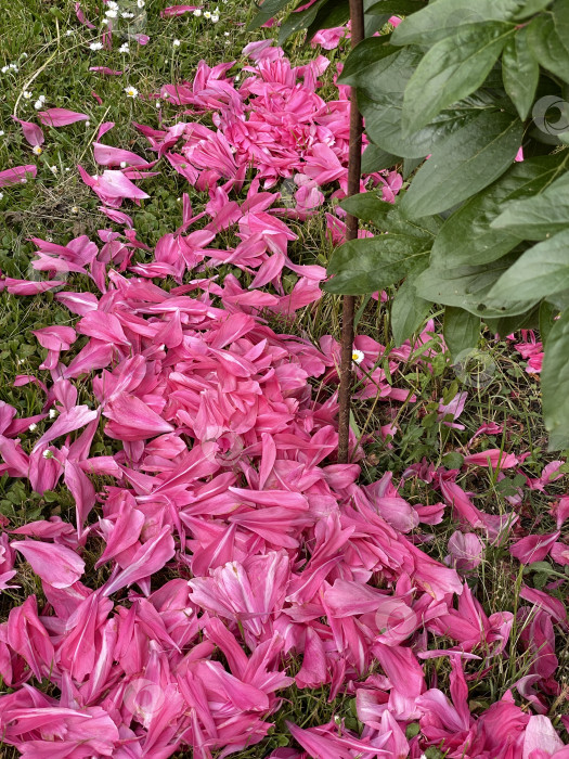 Скачать Розовые лепестки лилии разбросаны по траве с зелеными листьями. Естественный фон и цветочная концепция фотосток Ozero