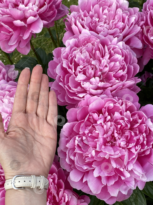 Скачать Розовые пионы и человеческая рука, демонстрирующие размер цветка на фоне зеленой листвы в естественной обстановке фотосток Ozero