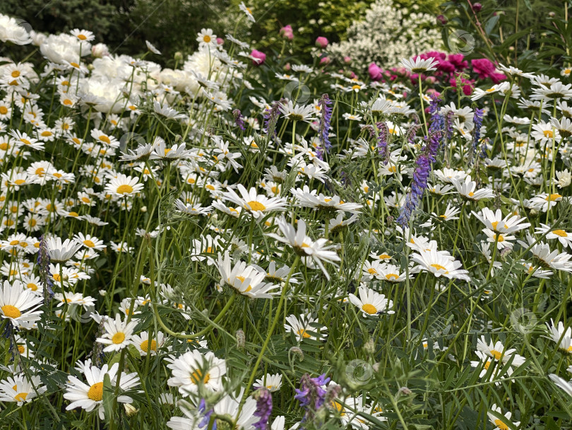 Скачать Маргаритки, цветущие в пышном летнем саду с яркими цветами и зеленью, идеально подходят для фона фотосток Ozero