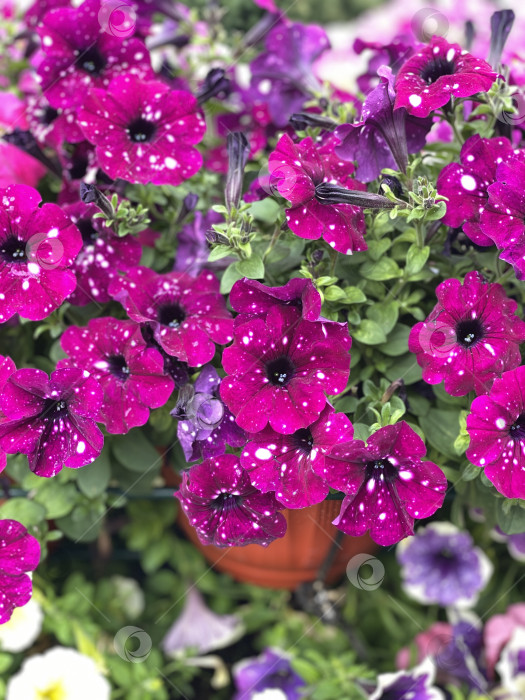 Скачать Фиолетовые и пурпурные петунии в цвету с каплями дождя на ярком цветочном фоне фотосток Ozero