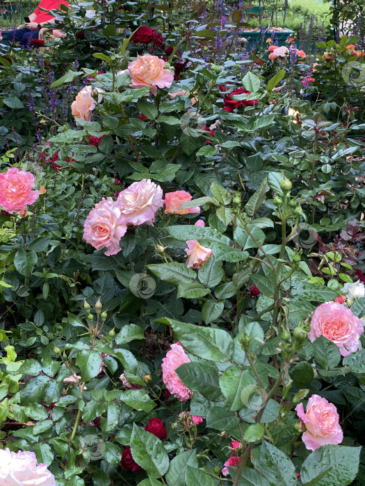 Скачать Розовые розы, цветущие в пышном саду с зеленой листвой, идеально подходят для фона природы фотосток Ozero