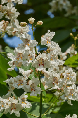 [object Object] undefined