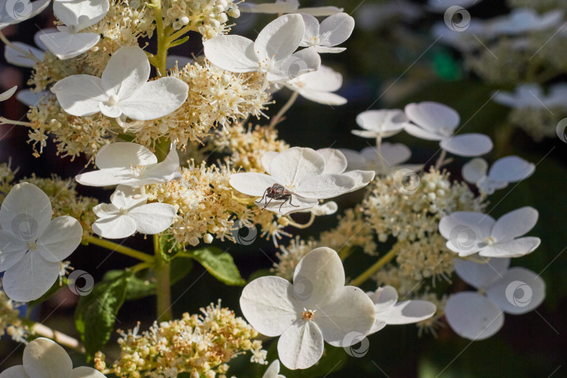 Скачать Белые цветы крупным планом и летающие насекомые. фотосток Ozero