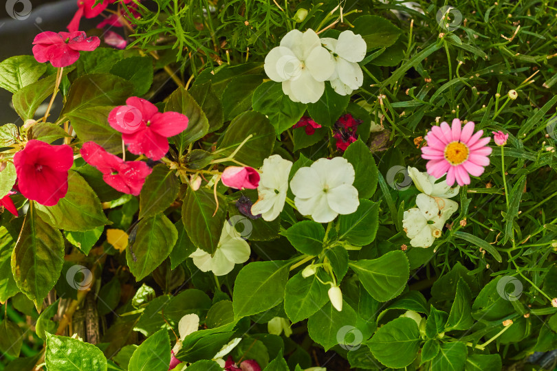 Скачать Мелкие цветки распускаются бело-розовыми. Ландшафтный дизайн фотосток Ozero