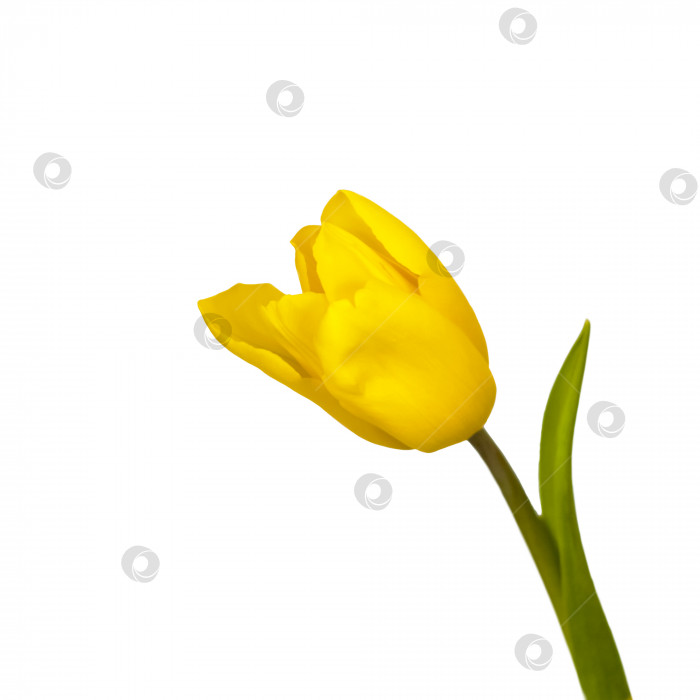 Скачать Букет свежих желтых тюльпанов на белом изолированном фоне. Весенние цветы в вазе. фотосток Ozero