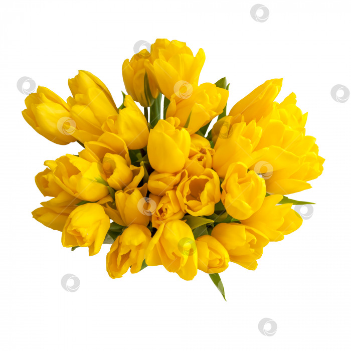 Скачать Букет свежих желтых тюльпанов на белом изолированном фоне. Весенние цветы в вазе. фотосток Ozero