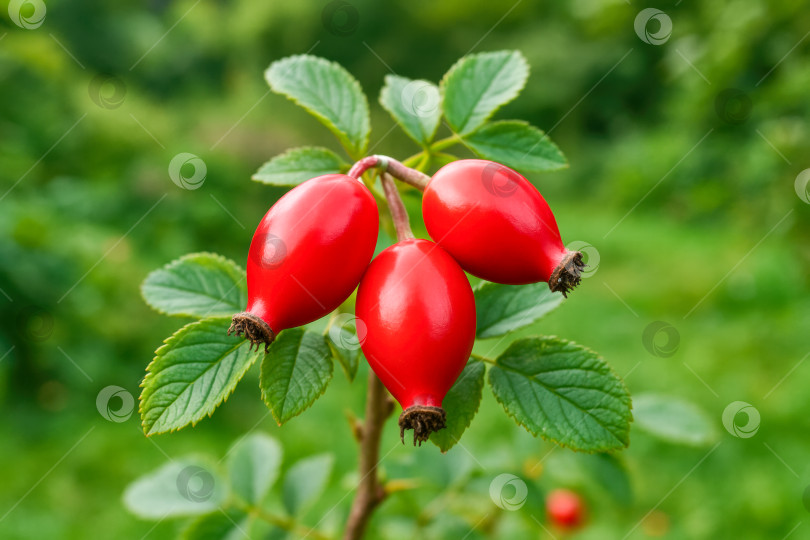 Скачать Крупный план Ярко-красных плодов шиповника, растущих в естественной зелени, демонстрирующих их характерную форму и цвет на фоне мягкого фокуса фотосток Ozero