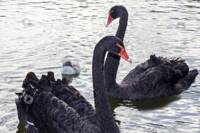 Скачать Черные лебеди на озере. Элегантная птица-лебедь фотосток Ozero