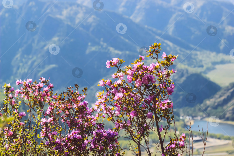 Скачать Цветущий рододендрон с пурпурными цветами в горах. Крупным планом кустарник летним днем на Алтае, Сибирь фотосток Ozero