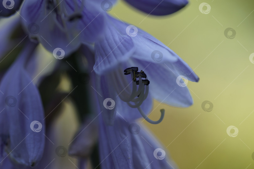 Скачать Пролеска фотосток Ozero
