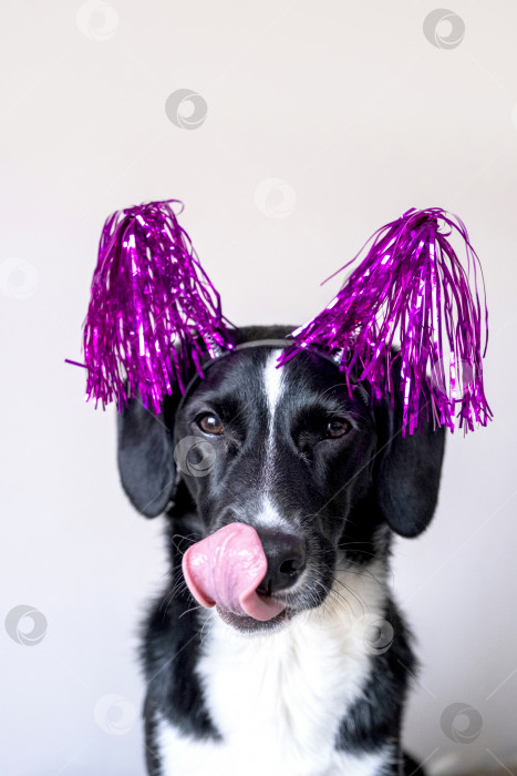 Скачать Забавная черная собачка показывает язык и в розовом праздничном убранстве. Концепция милой собачки для поздравлений, дня рождения, веселья. фотосток Ozero