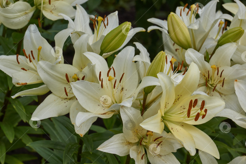 Скачать Лилия (лат. Lilium) цветет в саду. фотосток Ozero