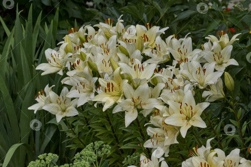 Скачать Лилия (лат. Lilium) цветет в саду. фотосток Ozero