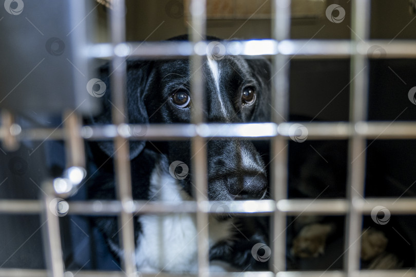 Скачать Грустная черная собака в клетке смотрит сквозь прутья. Ветеринарная, транспортная концепция. Крупный план. фотосток Ozero