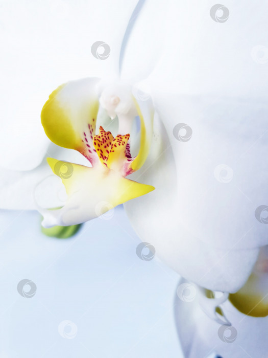 Скачать белая орхидея на белом фоне_4 фотосток Ozero