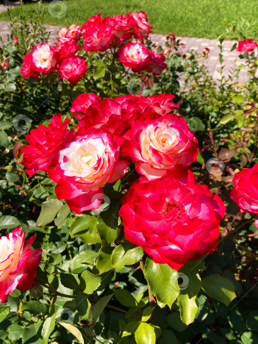 Скачать красочный фон из полевых цветов фотосток Ozero