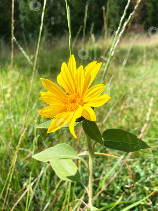 Скачать подсолнух в поле фотосток Ozero